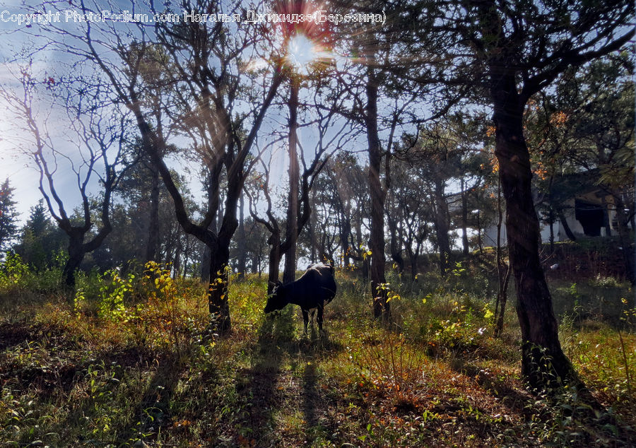 Animal, Deer, Mammal, Wildlife, Forest, Grove, Land