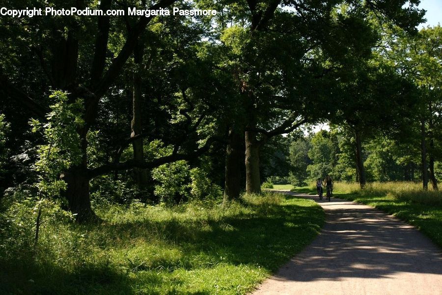 Dirt Road, Gravel, Road, Path, Walkway, Sidewalk, Forest