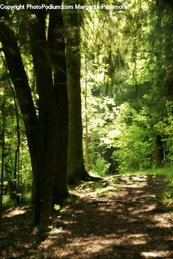 Forest, Vegetation, Flare, Light, Sunlight, Grove, Land