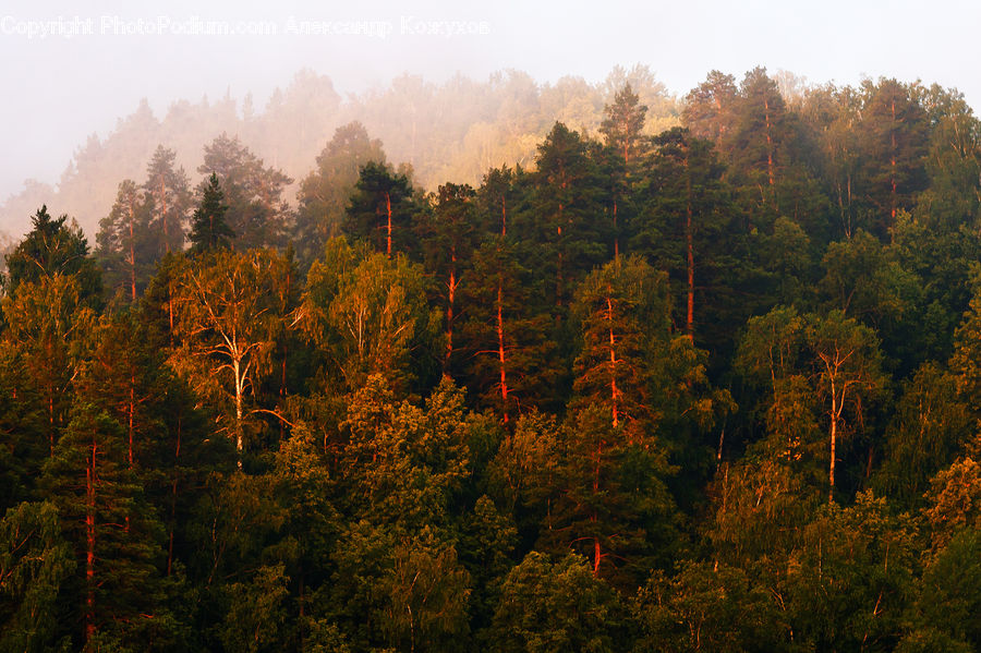 Conifer, Fir, Plant, Tree, Forest, Vegetation, Larch