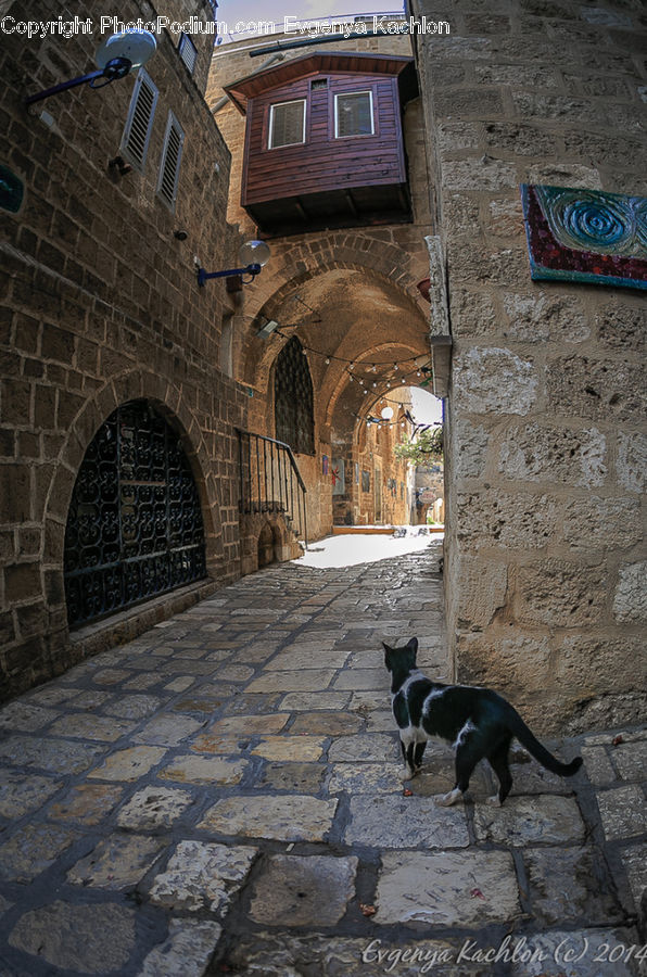 Brick, Patio, Cobblestone, Pavement, Walkway, Animal, Canine