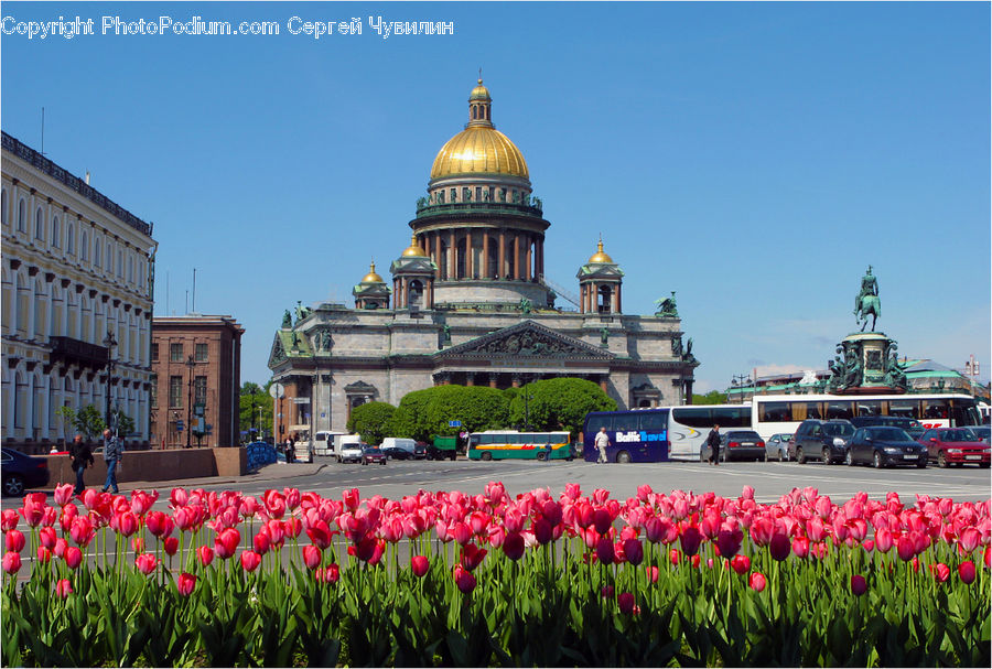 Blossom, Flora, Flower, Plant, Tulip, Architecture, Cathedral