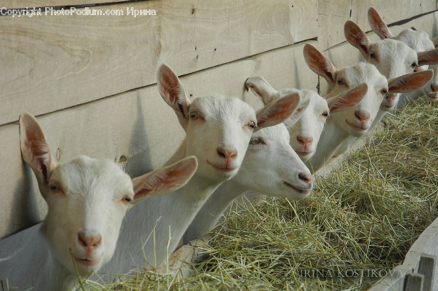 Animal, Goat, Mammal, Mountain Goat