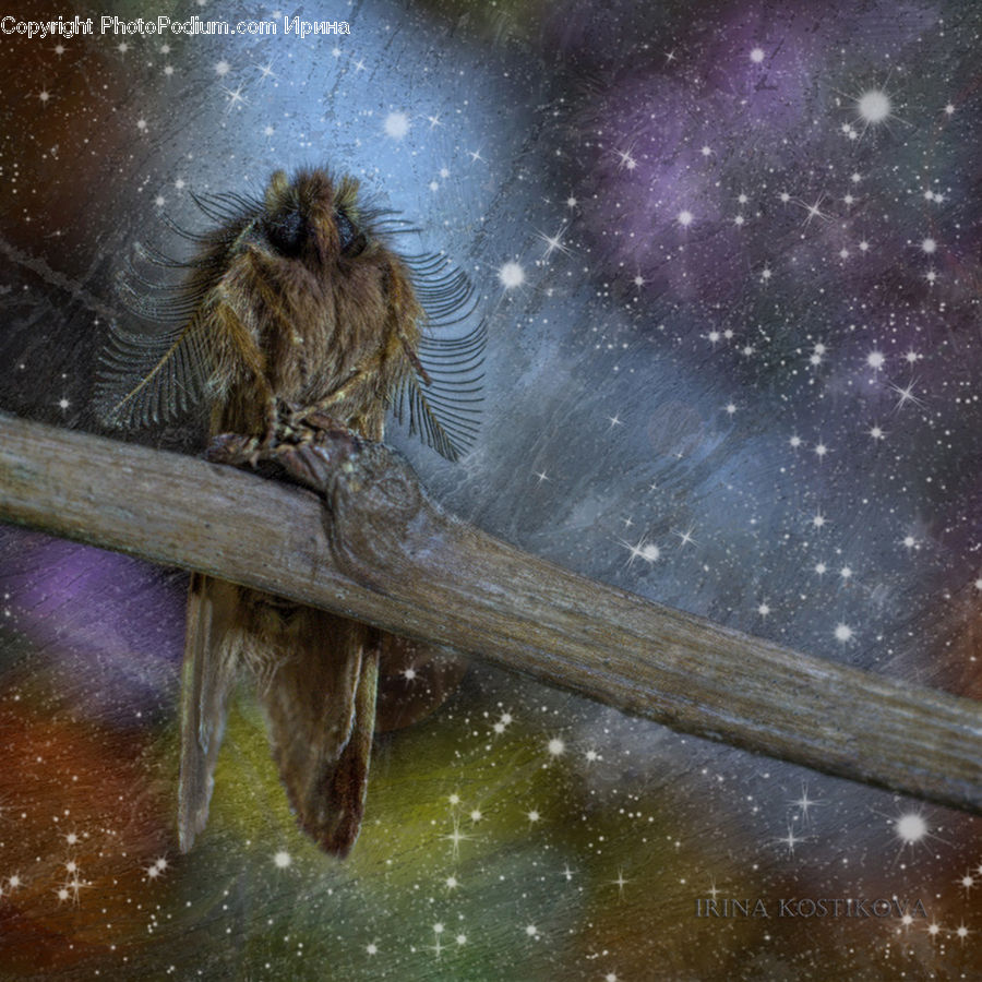Animal, Beaver, Mammal, Rodent, Bee, Insect, Invertebrate
