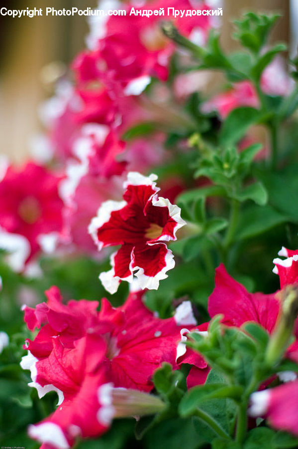 Flora, Flower, Gladiolus, Plant, Blossom, Geranium, Potted Plant