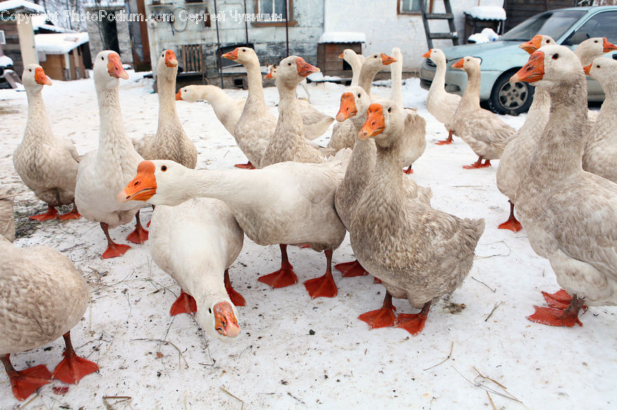 Bird, Goose, Waterfowl, Ice, Snow, Snowman, Winter