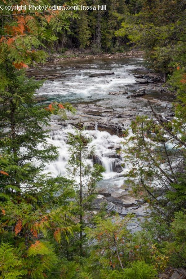 Creek, Outdoors, River, Water, Stream, Conifer, Larch