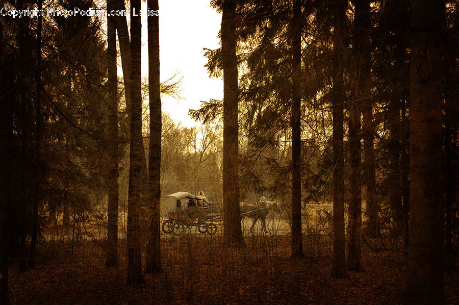 Forest, Vegetation, Plant, Tree, Conifer, Fir, Dirt Road