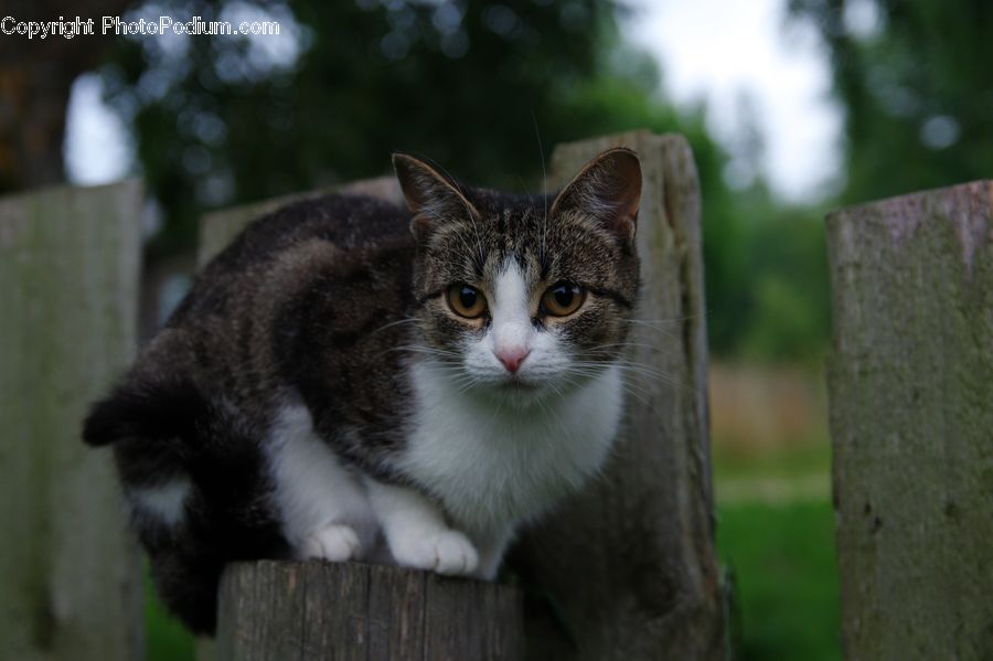 Animal, Cat, Kitten, Mammal, Pet, Manx, Birch