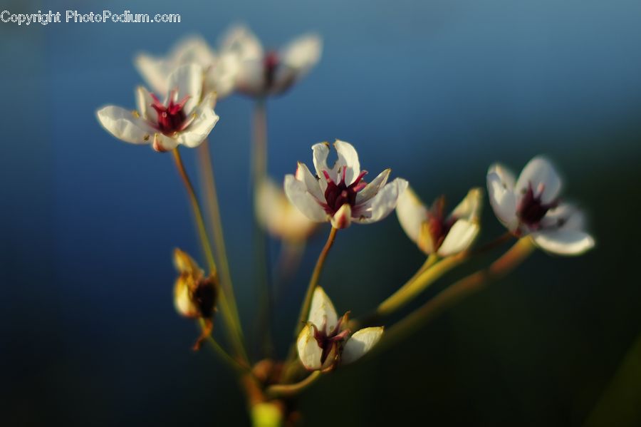 Bud, Plant, Blossom, Flora, Flower, Geranium, Tulip