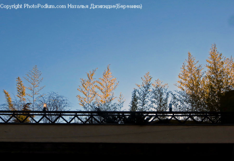 Freeway, Overpass, Building, Housing, Conifer, Fir, Plant