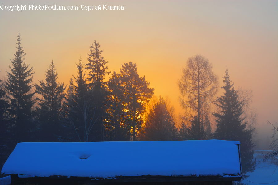 Dawn, Dusk, Sky, Sunrise, Sunset, Conifer, Fir