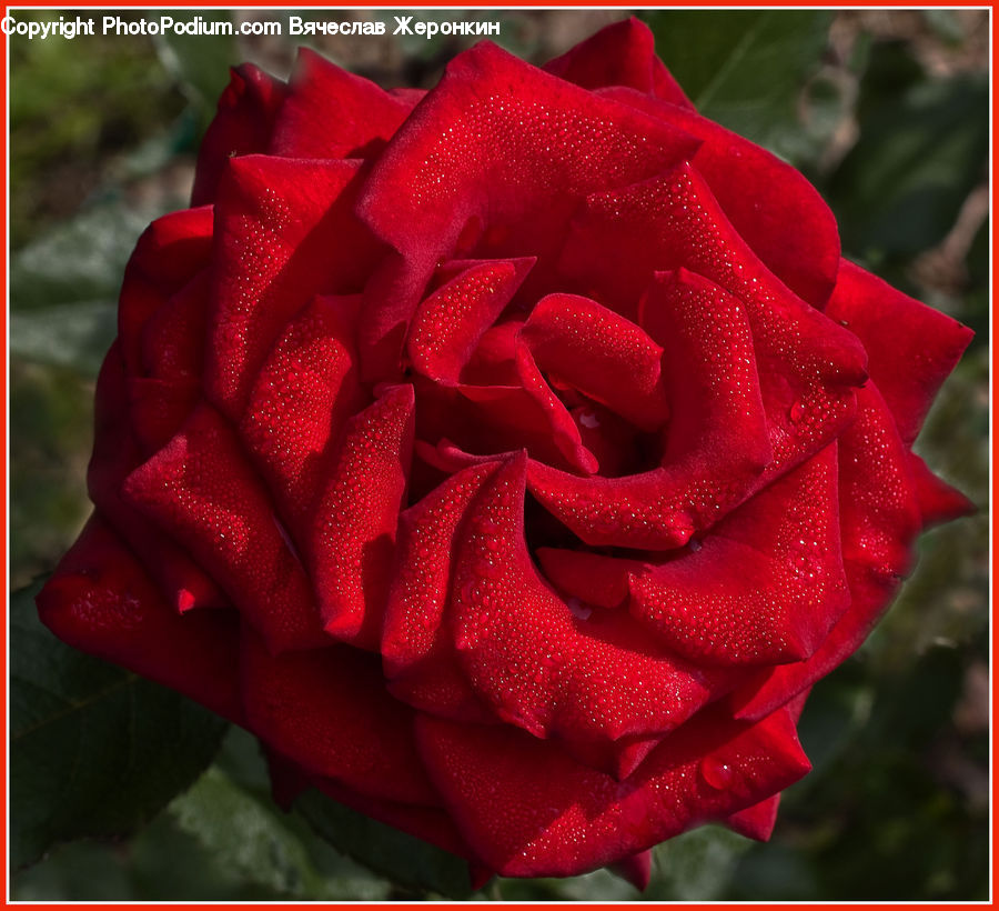 Blossom, Flower, Plant, Rose, Flora, Flower Arrangement, Flower Bouquet