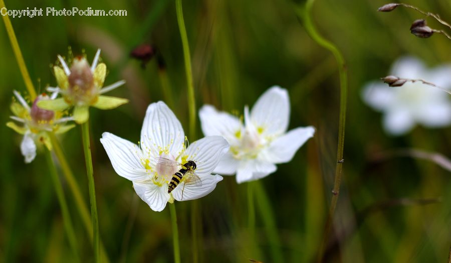Blossom, Flora, Flower, Plant, Fiber, Flax, Geranium