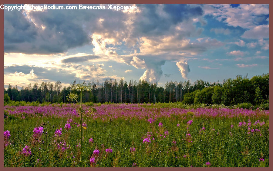 Blossom, Flora, Flower, Plant, Field, Grass, Grassland