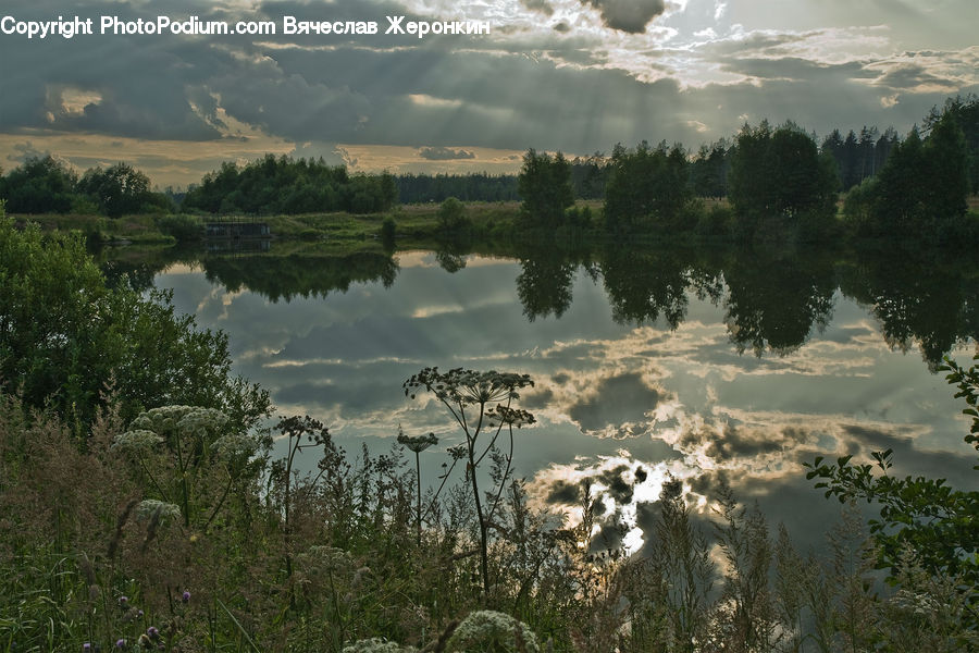 Lake, Outdoors, Water, Pond, Forest, Vegetation, Plant