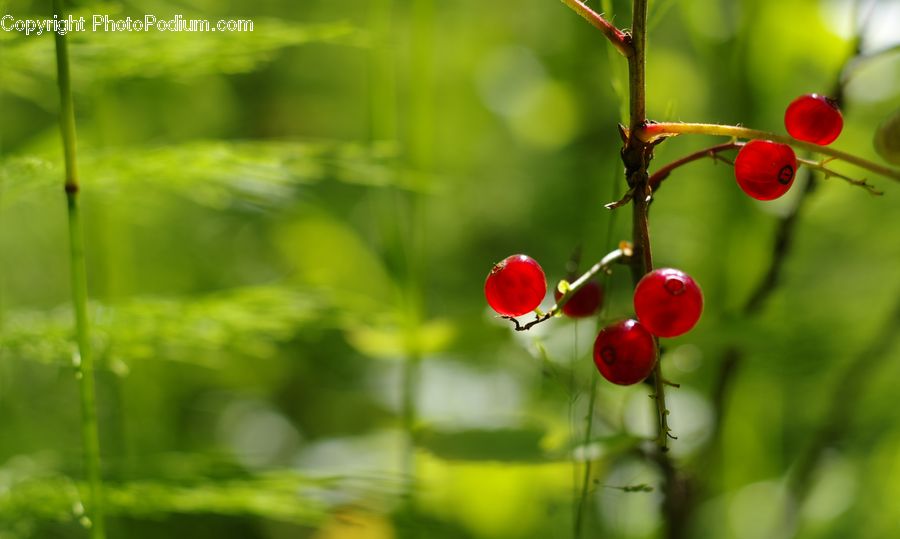 Cherry, Fruit, Blossom, Flora, Flower, Plant, Geranium