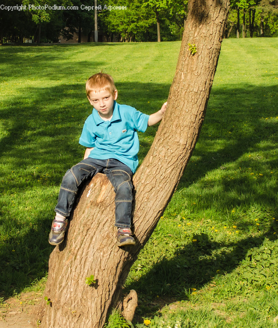 Human, People, Person, Seesaw, Park, Fir, Forest