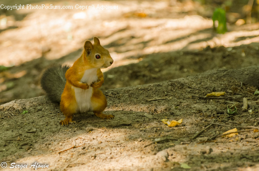 Animal, Mammal, Rodent, Squirrel, Asparagus, Produce, Vegetable