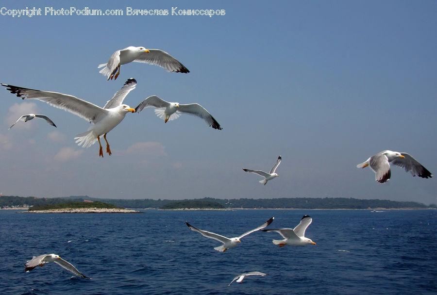 Bird, Seagull, Crane Bird, Heron, Beak