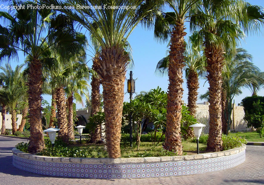 Palm Tree, Plant, Tree, Arecaceae, Summer, Tropical, Forest