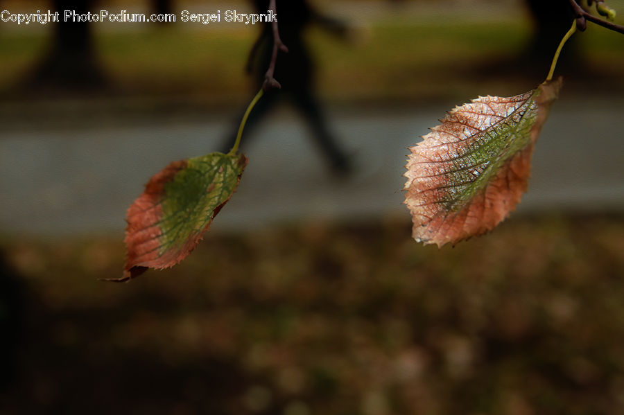 Veins, Bud, Plant, Blossom, Flora, Flower, Conifer