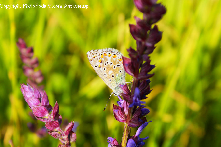 Blossom, Flora, Flower, Plant, Lavender, Lupin, Crocus