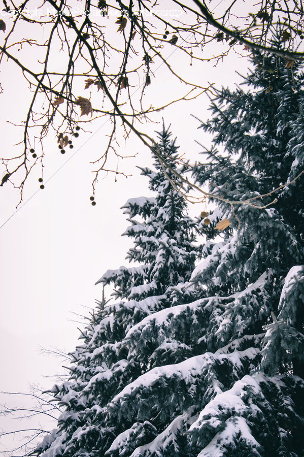 Conifer, Fir, Plant, Tree, Alps, Crest, Mountain