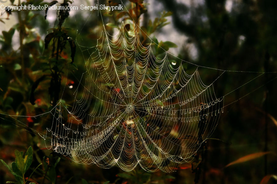 Arachnid, Garden Spider, Insect, Invertebrate, Spider, Plant, Potted Plant