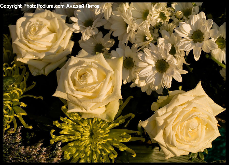 Blossom, Flower, Plant, Rose, Floral Design, Flower Arrangement, Flower Bouquet