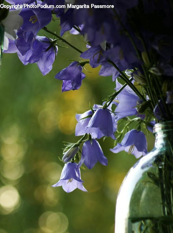 Blossom, Flora, Flower, Plant, Violet, Iris, Lilac