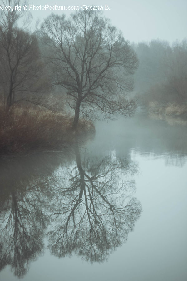 Fog, Plant, Tree, Mist, Outdoors