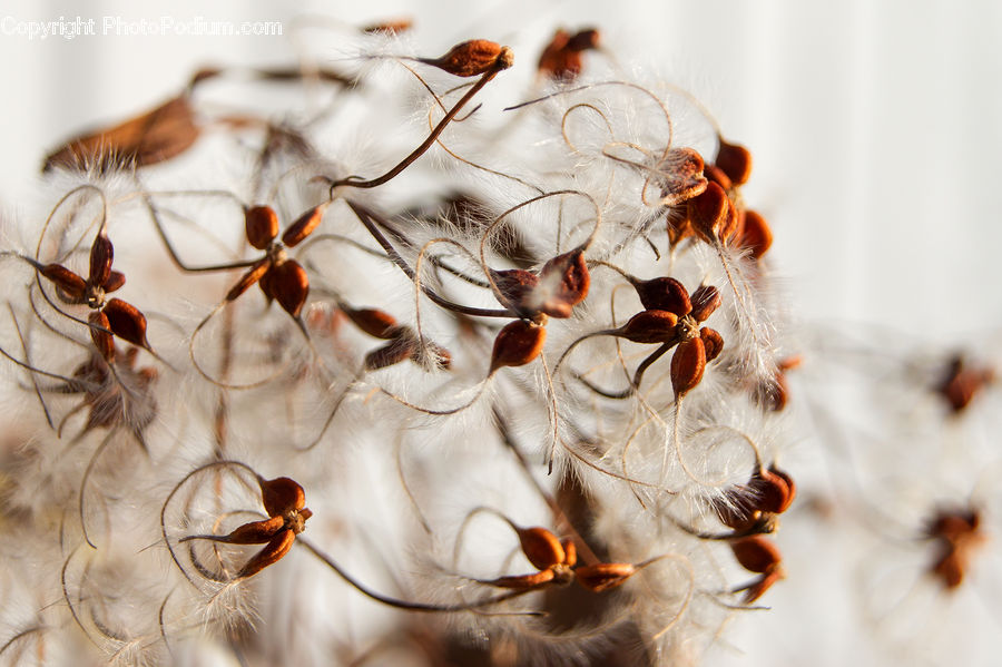 Grain, Seed, Ant, Insect, Invertebrate, Grass, Plant