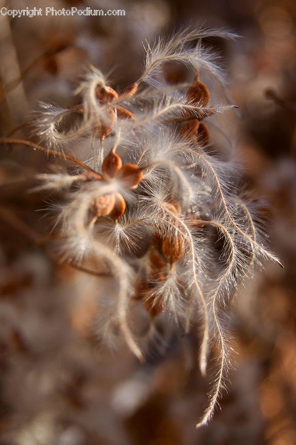 Grain, Seed, Cactus, Plant, Field, Grass, Grassland