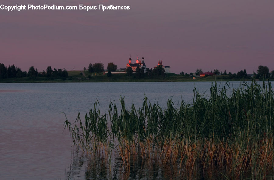 Grass, Plant, Reed, Potted Plant, Ferry, Freighter, Ship