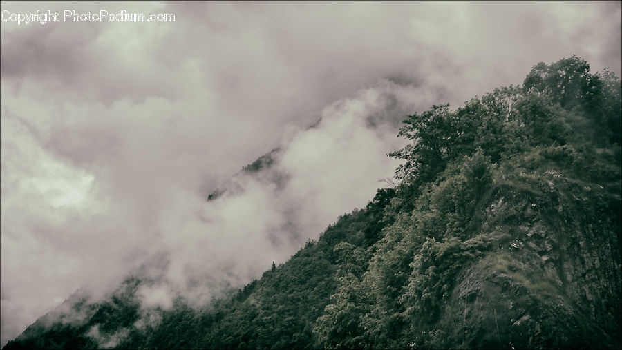 Forest, Jungle, Rainforest, Vegetation, Forest Fire, Plant, Tree