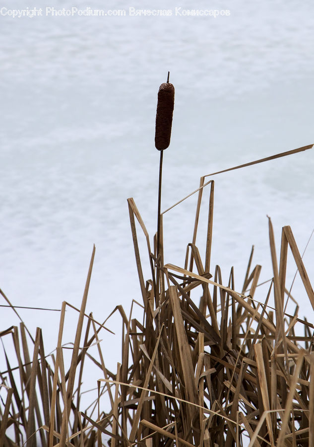 Field, Grass, Grassland, Plant, Wood, Reed, Building