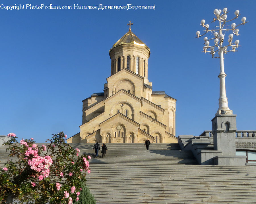 Architecture, Bell Tower, Clock Tower, Tower, Flora, Flower, Hibiscus