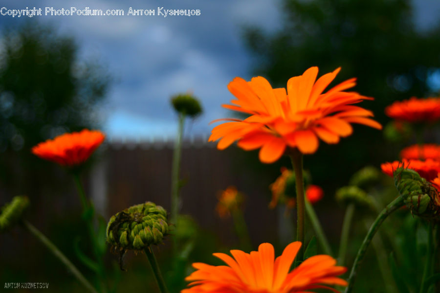 Fern, Plant, Bud, Cosmos, Flora, Flower, Treasure Flower