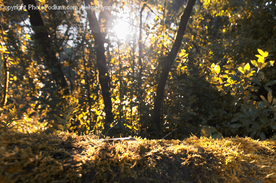Flare, Light, Sunlight, Blossom, Flora, Flower, Plant