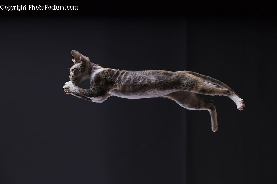 Abyssinian, Animal, Cat, Mammal, Pet, Art, Gargoyle