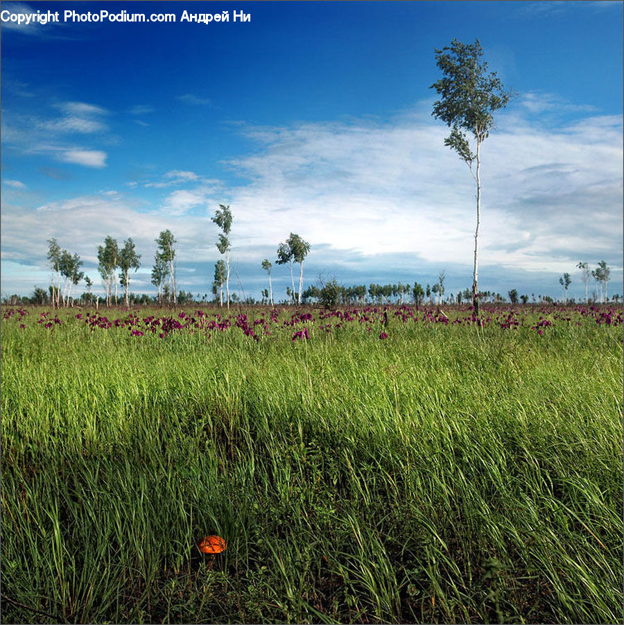 Field, Grass, Grassland, Plant, Land, Outdoors, Landscape