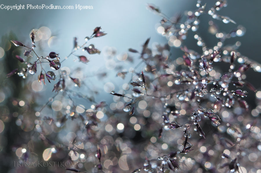 Bubble, Blossom, Flora, Flower, Plant, Droplet, Cherry Blossom