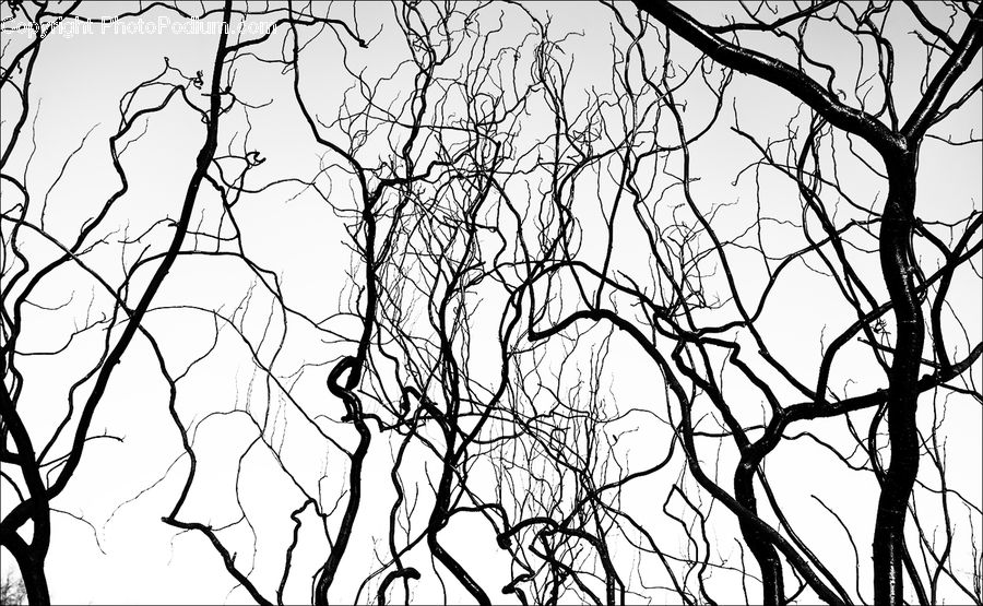 Drawing, Sketch, Plant, Tree, Art, Oak, Wood