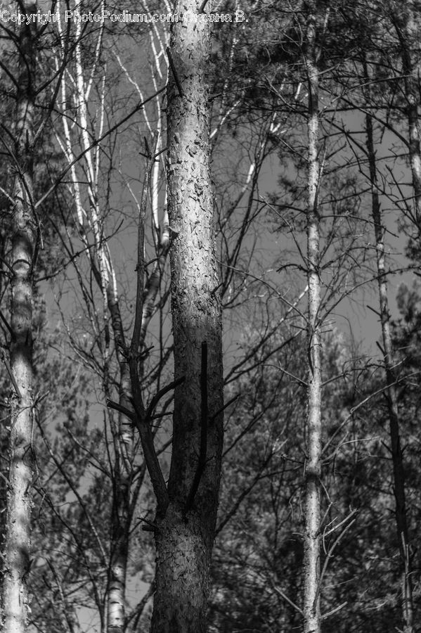 Plant, Tree, Forest, Vegetation, Grove, Land, Birch