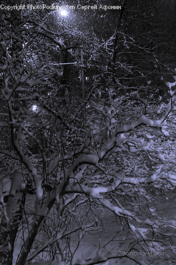 Ice, Outdoors, Snow, Birch, Tree, Wood, Blizzard