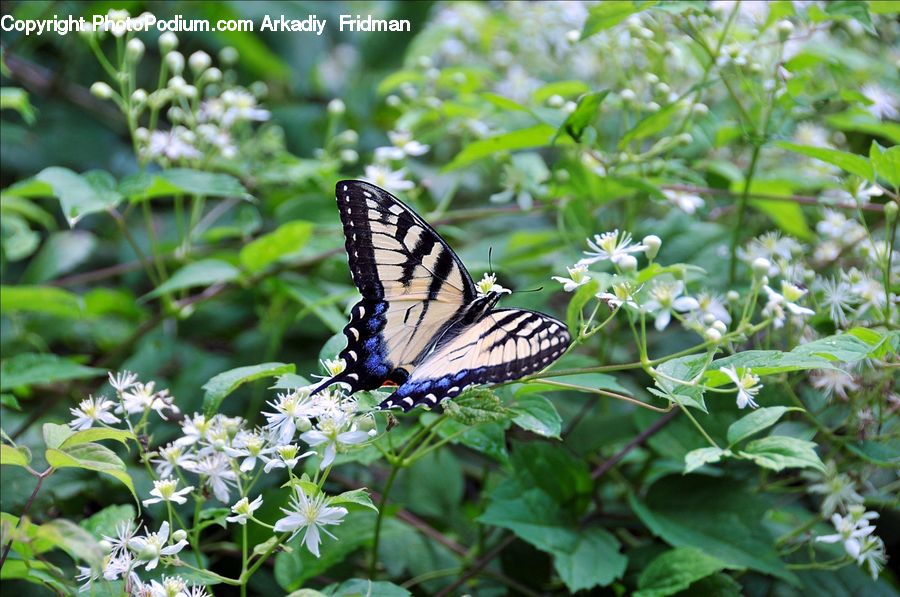 Butterfly, Insect, Invertebrate, Aster, Blossom, Flower, Plant