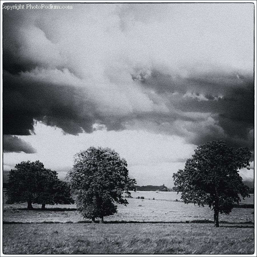Plant, Tree, Oak, Wood, Cloud, Cumulus, Sky