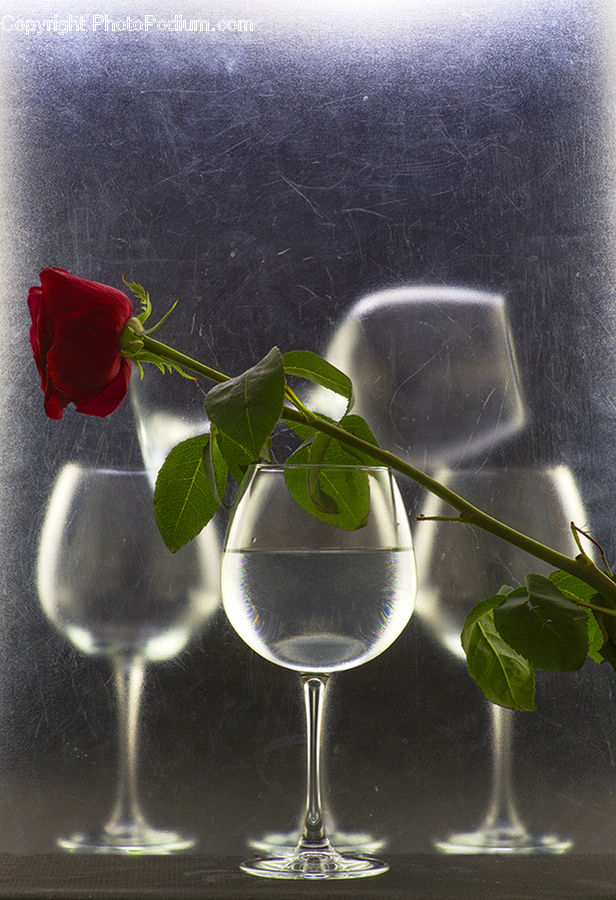 Glass, Goblet, Blossom, Flower, Plant, Rose, Beverage