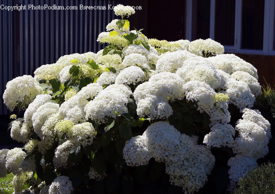 Cauliflower, Produce, Vegetable, Blossom, Flora, Flower, Plant